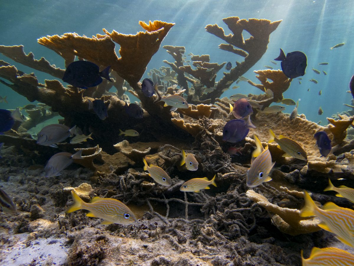 About Us Friends of the St. Croix East End Marine Park